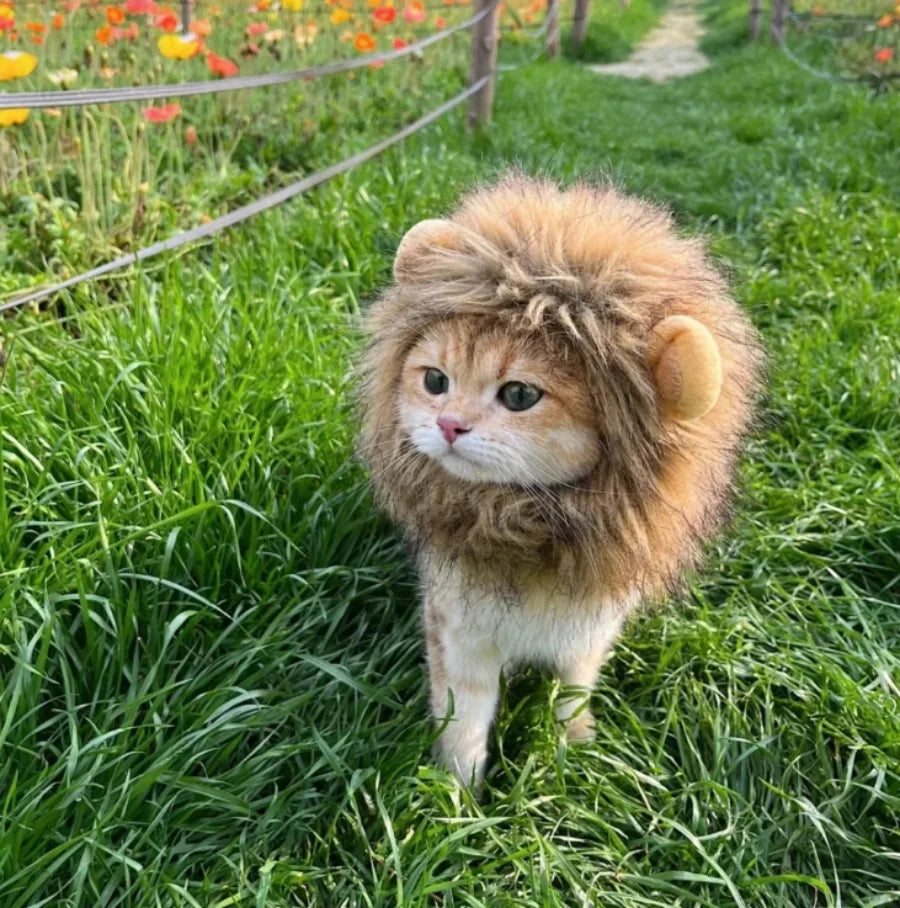 Cute Lion Mane Frog Cat Wig Hat Cover Funny Pet Cloth Cap Fancy Party Little Dog Cosplay Costume Rabbit Bear Kitten Puppy Hats