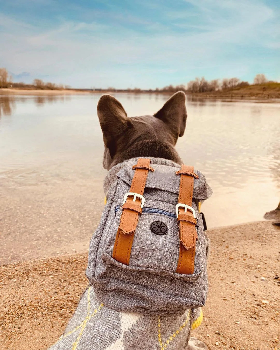 Preppy Style Bulldog Dog Travel Backpack Harness For Small Medium Dogsr To Wear Outdoor Cute Dog Carrier Bag Backpack Pets