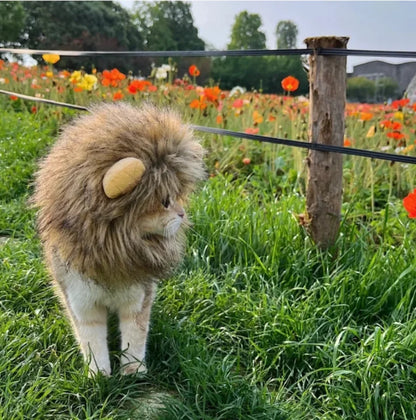 Cute Lion Mane Frog Cat Wig Hat Cover Funny Pet Cloth Cap Fancy Party Little Dog Cosplay Costume Rabbit Bear Kitten Puppy Hats