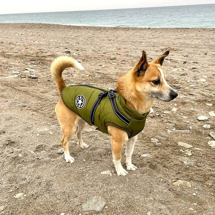 Water-Resistant Cosy Dog Jacket With Harness